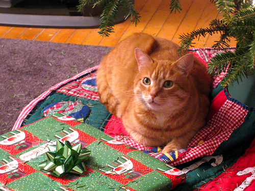 Dexter waits for Santa